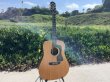 画像3: Guild DV52-NT 1994 with OHSC　売却済 (3)