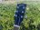 画像7: 2018 Gibson Les Paul classic player plus Satin Ocean Blue