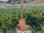 画像9: 2018 Gibson Les Paul classic player plus Satin Ocean Blue