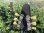 画像8: 2012 Gibson Flying V ’67 Reissue BLACK ON BLACK